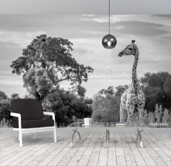 Bild på Giraffe in the grass in black and white